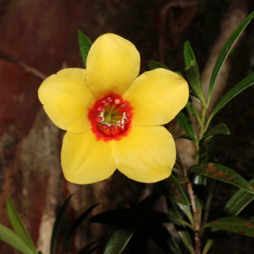 New Rhododendron species found The newly discovered Rhododendron astrophorum.